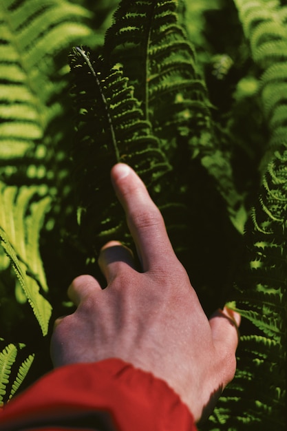 Free photo hand of a person on beautiful green leaves in a forest