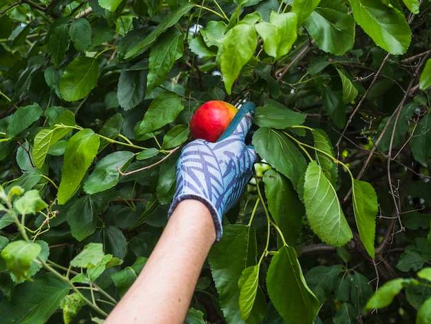 Free photo hand picking a ripe red apple from tree