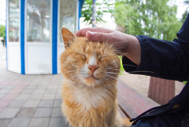 Hand stroking the red headed cat