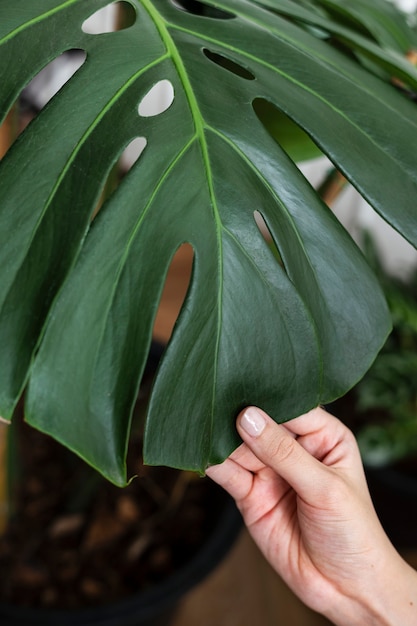 Free photo hand touching a monstera leaf