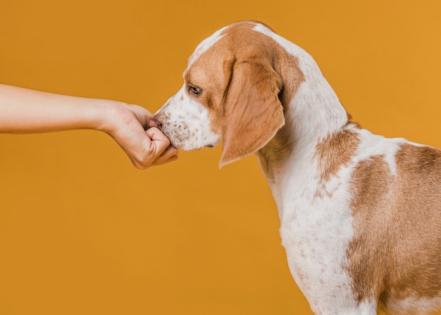 Free Photo hand touching nose adorable dog