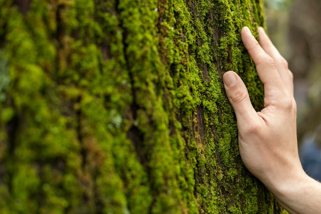 Free Photo hand touching tree moss close up