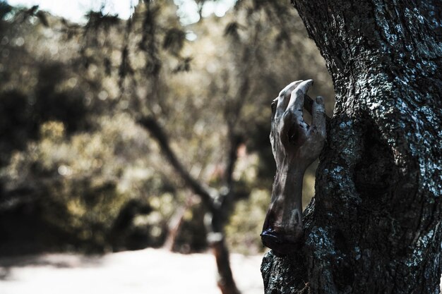 Hand of undead on tree in sunlit thicket