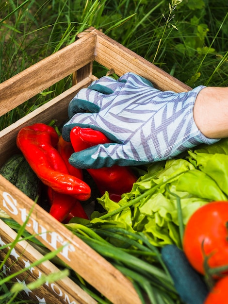 Free photo hand wearing gloves holding fresh red pepper in vegetable crate