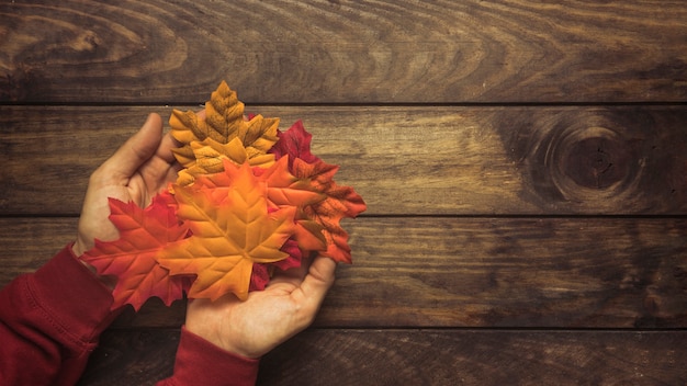 Handful of bright autumn maple leaves 