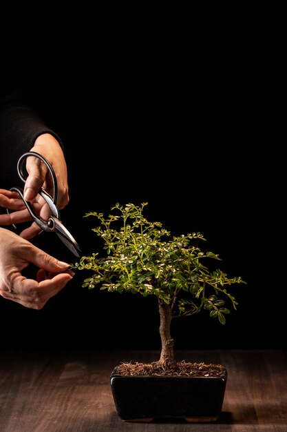 Hands cutting potted plant branch