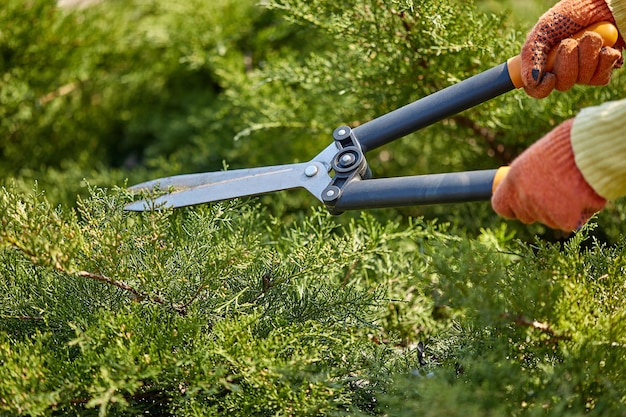 Hands of gardener in orange gloves are trimming the overgrown green shrub using hedge shears on sunny backyard. Worker landscaping garden. Close up