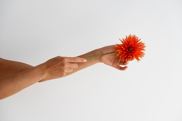 Free Photo hands holding beautiful flower