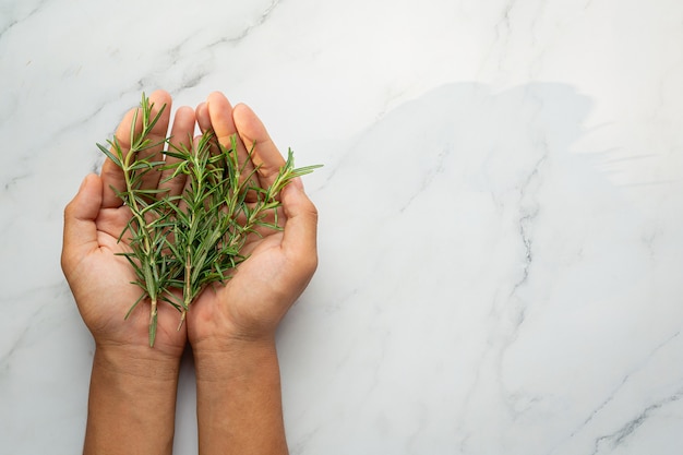 Free photo hands holding rosemary fresh plant