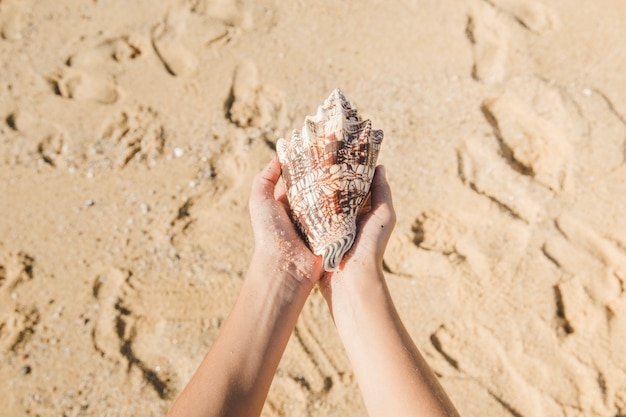 Hands holding a seashell on the beach