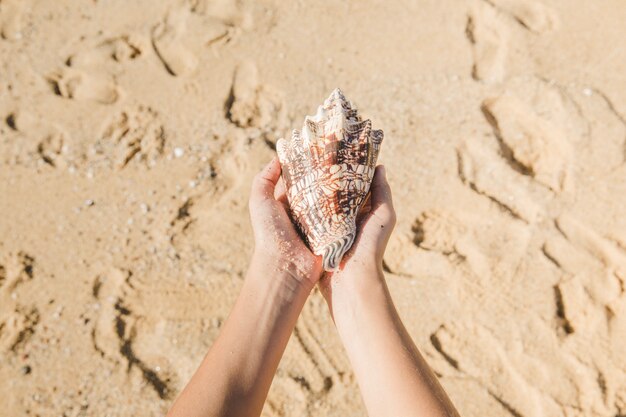 Hands holding a seashell on the beach