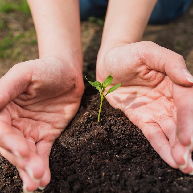 Free photo hands holding small plant