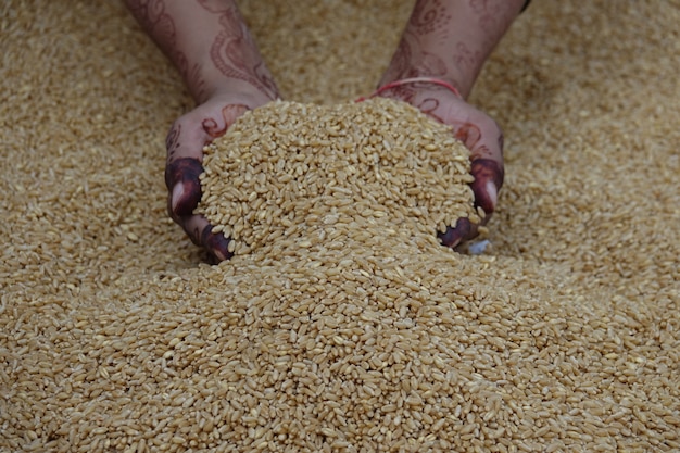 Hands picking up lots of wheat grains