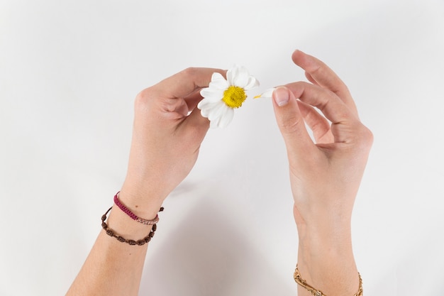 Hands pulling the petals off the daisy