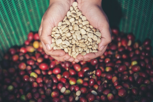 Free photo in the hands that carry coffee beans