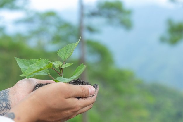 Free Photo hands of trees growing seedlings.