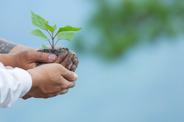 Hands of trees growing seedlings.