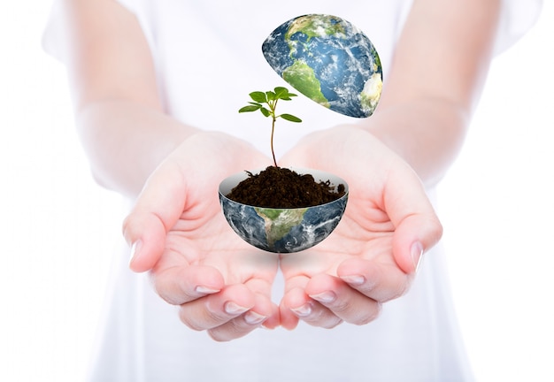 Hands with a world and a plant