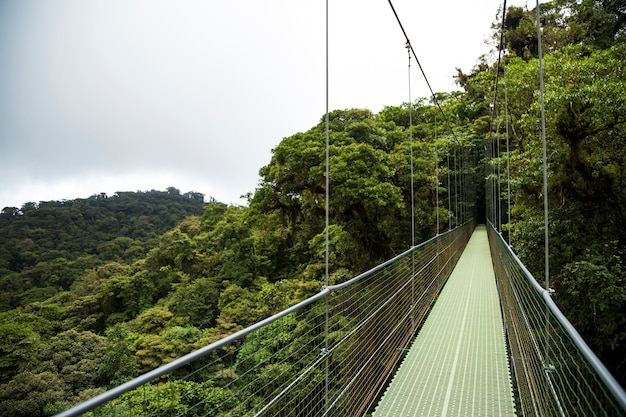 Free photo hanging bridge in rainforest at costa rica