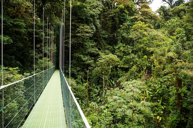 Free Photo hanging bridges in green rainforest at costa rica