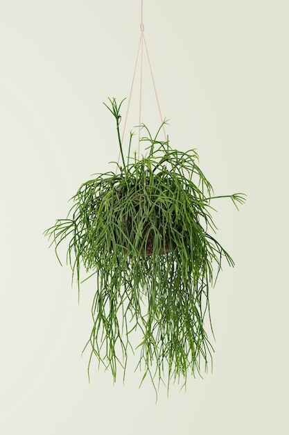 Hanging grass plant on blue