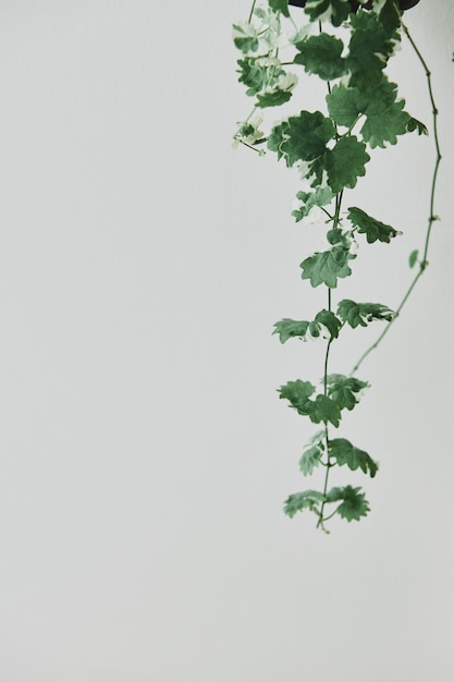 Free Photo hanging ivy plant on light gray background