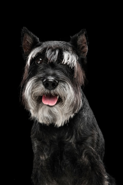 Free photo happiness. cute sweet puppy of miniature schnauzer dog or pet posing isolated on black wall. concept of motion, pets love, animal life. looks happy, funny. copyspace for ad. playing, running.