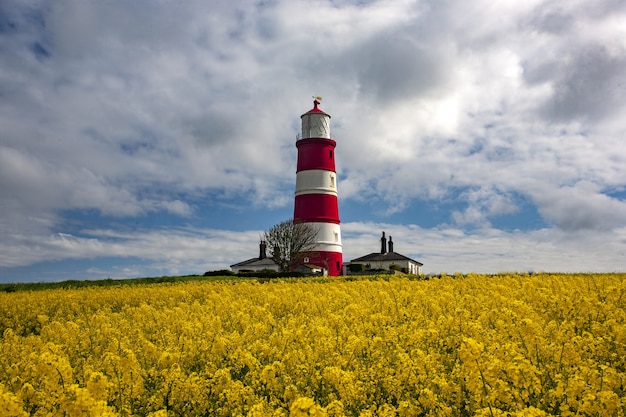 Happisburgh Lighthouse in the middle of the field with yellow flowers in Norfolk, UK