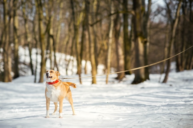 Free Photo happy akita-inu dog stands on the path in winter park