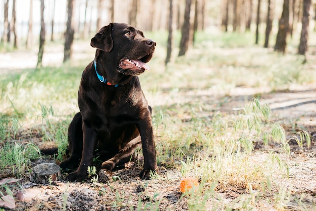 Happy black dog in nature