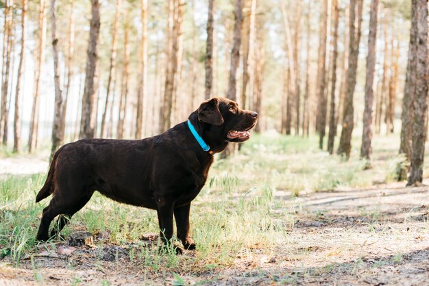 Happy black dog in nature