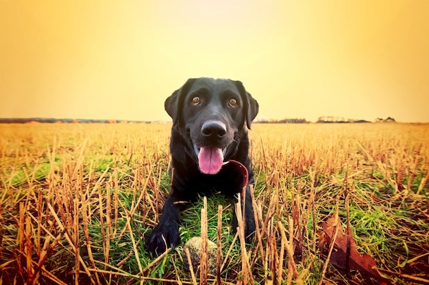 Free photo happy black labrador.