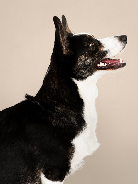 Happy Cardigan Welsh Corgi dog