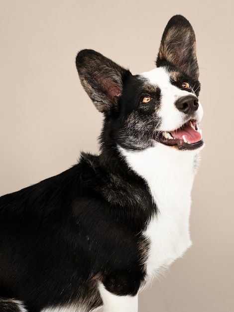 Happy Cardigan Welsh Corgi dog