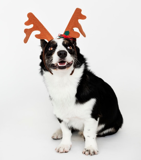 Happy Cardigan Welsh Corgi wearing antlers