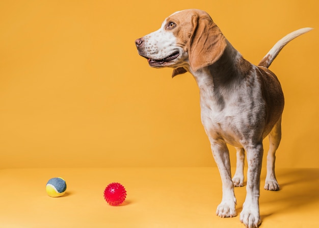 Free photo happy cute dog and rubber balls