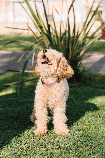 Free Photo happy dog having fun in the park