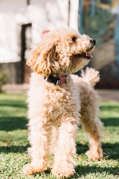 Happy dog having fun in the park