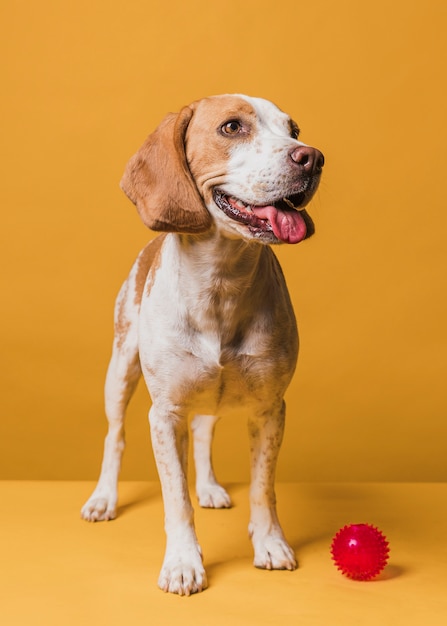 Free photo happy dog posing with a rubber ball