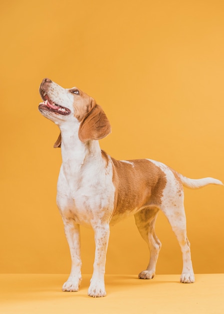 Happy dog standing in front of a yellow wall