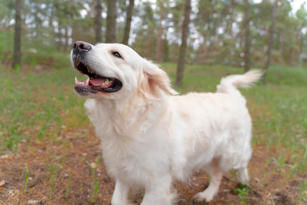 Free Photo happy dog walking outdoors