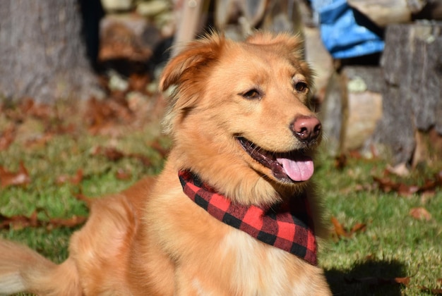 Happy Duck Tolling Retriver Dog Laying in Grass