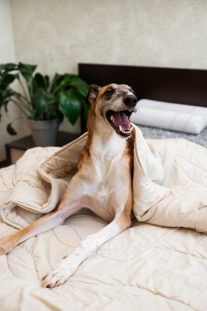 Free photo happy  greyhound dog laying in bed