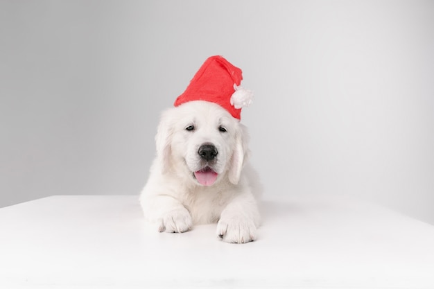 Free Photo happy new year. english cream golden retriever. cute playful doggy or pet looks cute on white wall. concept of motion, action, movement, dogs and pets love. wearing santa's hat