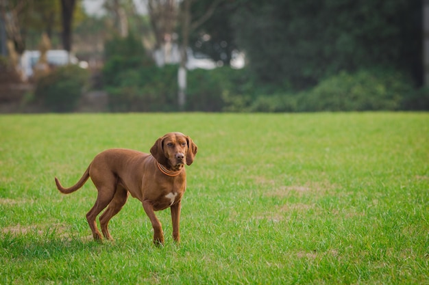 Free Photo happy pet dogs playing on grass in a park.