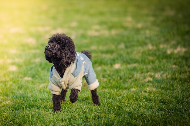 Free Photo happy pet dogs playing on grass in a park.