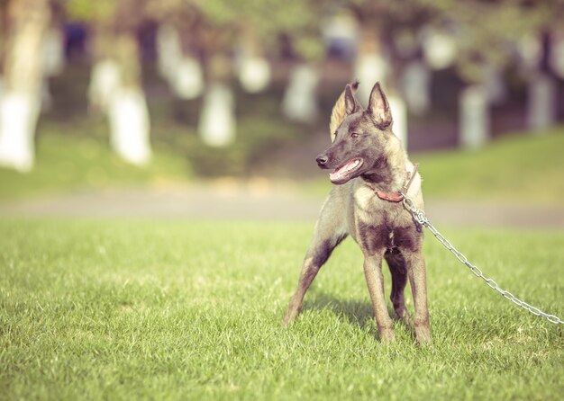 Happy pet dogs playing on Grass