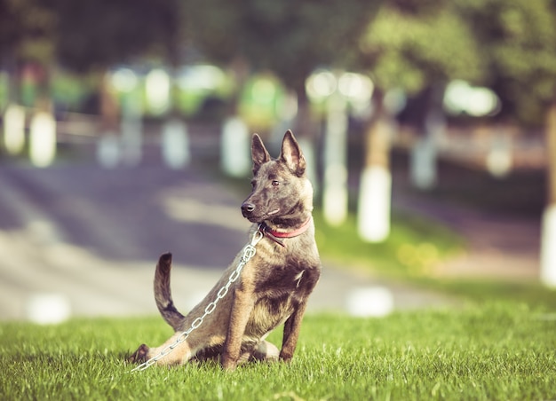 Happy pet dogs playing on Grass