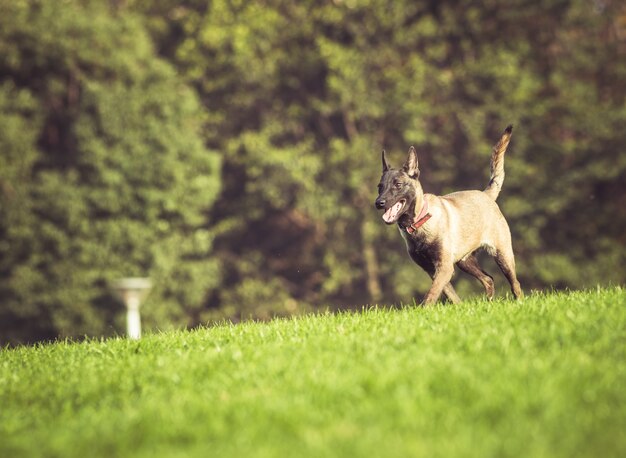 Happy pet dogs playing on Grass