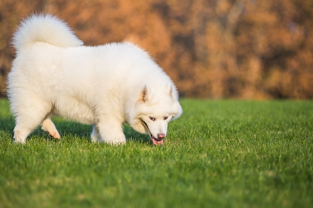 Free photo happy pet dogs playing on grass